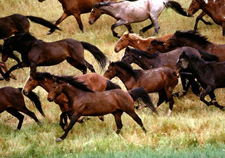 USA-California-Wild Mustangs - A Living Legacy